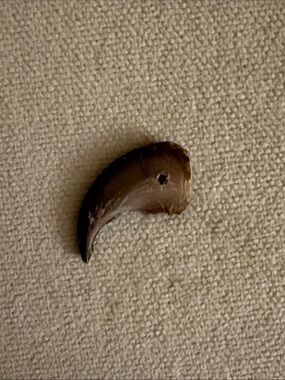 Handcrafted Brown Claw Pendant Necklace Accent